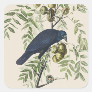 Sticker Carré Art vintage d'Audubon sur la corneille d'Amérique
