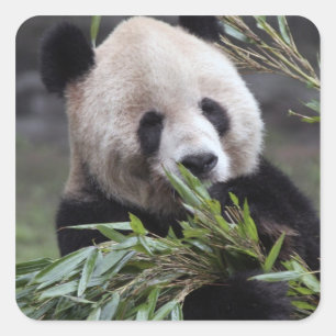 Sticker Carré Asie, Chine Chongqing. Panda géant