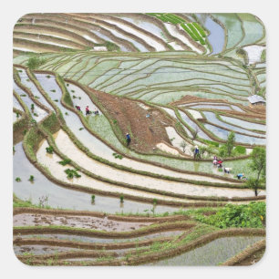 Sticker Carré Asie, Chine, Yunnan, Jinping. Personnalité autocht