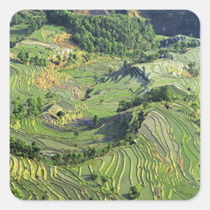 Sticker Carré Asie, Chine, Yunnan, Yuanyang. Motif de vert