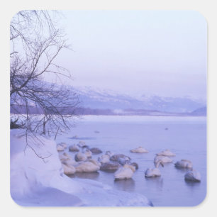 Sticker Carré Asie, Japon, Hokkaido, Akan NP, Whopper Swans