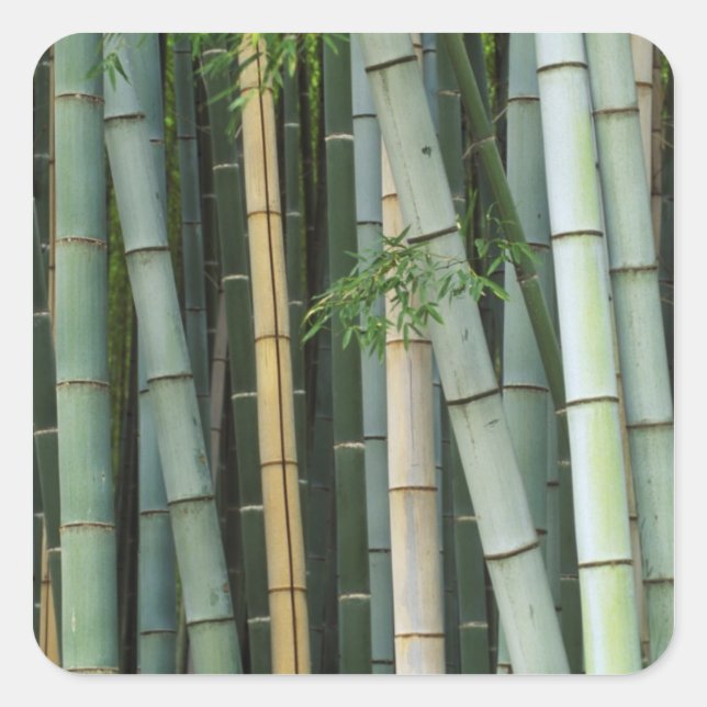 Sticker Carré Asie, Japon, Kyoto, Arashiyama, Sagano, Bamboo (Devant)