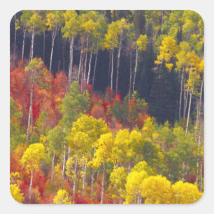 Sticker Carré aspens colorés dans Logan Canyon Utah dans