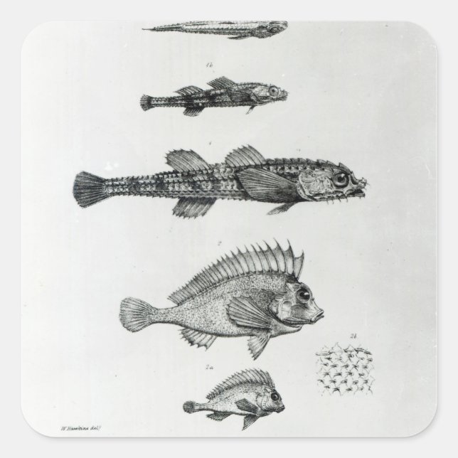 Sticker Carré Aspidophorus Chiloensis et Agriopus Hispidus (Devant)