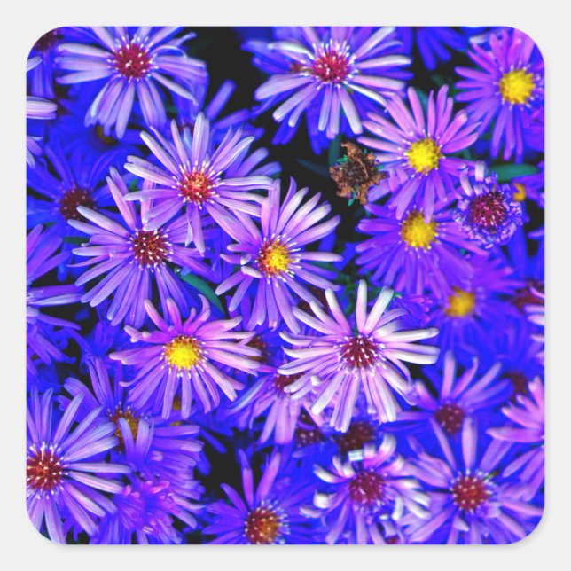 Sticker Carré Aster Garden dans Full Bloom (Devant)