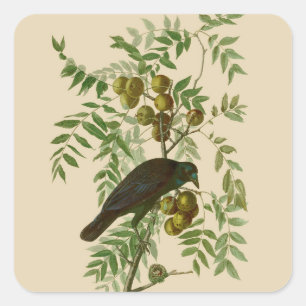 Sticker Carré Audubon American Crow Black Bird