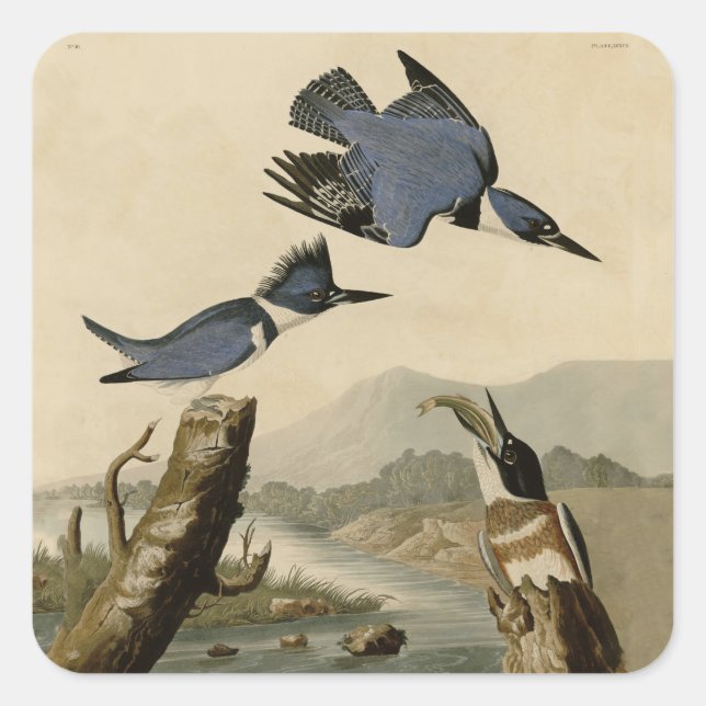 Sticker Carré Audubon Belted Kingfisher Wildlife Bird (Devant)