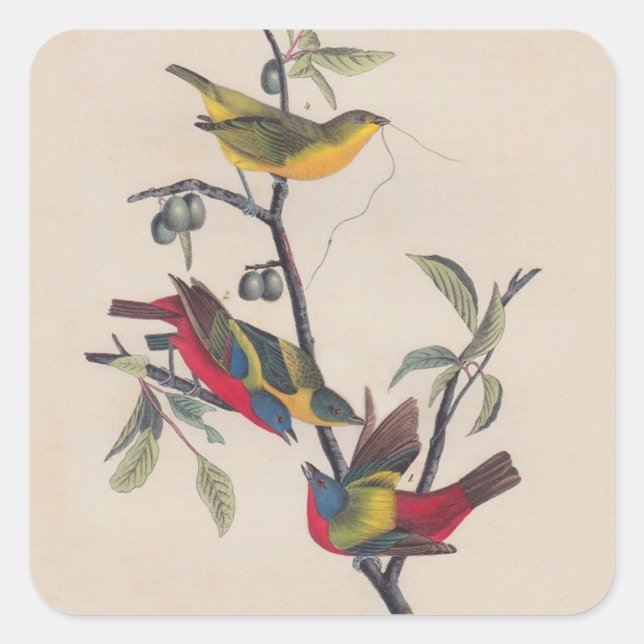 Sticker Carré Audubon Peint Bunting Bird Wildlife (Devant)