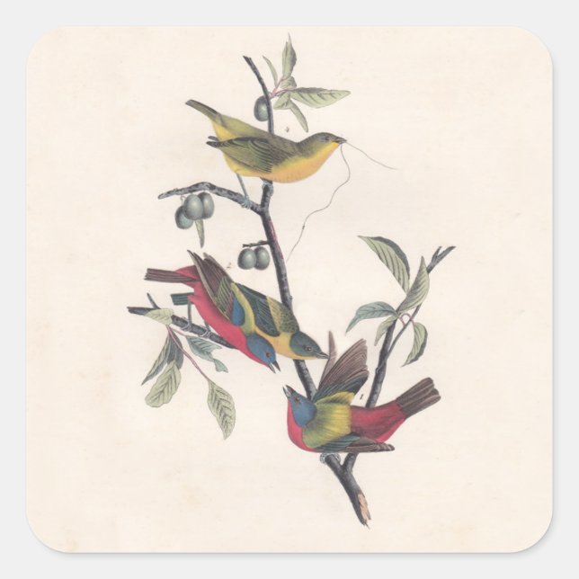 Sticker Carré Audubon Peint Bunting Bird Wildlife (Devant)