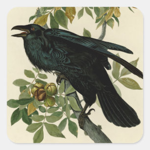 Sticker Carré Audubon Raven Oiseau classique