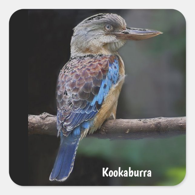 Sticker Carré Australian Laughing Kookaburra Bird (Devant)