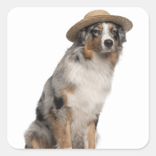 Sticker Carré Australian Shepherd (10 mois) portant un