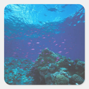 Sticker Carré Australie, Grande Barrière de corail. Tourbillons