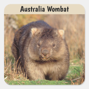 Sticker Carré Australie Wombat