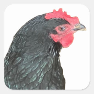 Sticker Carré Australorp noir Hen