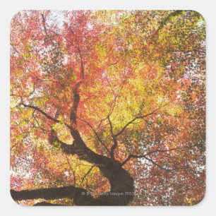 Sticker Carré Automne