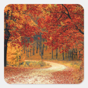 Sticker Carré automne dans la forêt