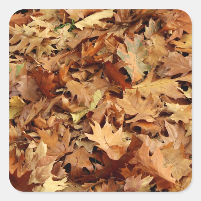 Sticker Carré automne, feuille sec (Devant)