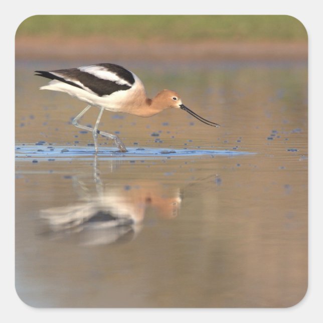 Sticker Carré Avocet américain dans l'étang (Devant)