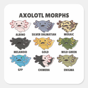 Sticker Carré Axolotls Du Monde Sweet Animaux Axolotl Squa