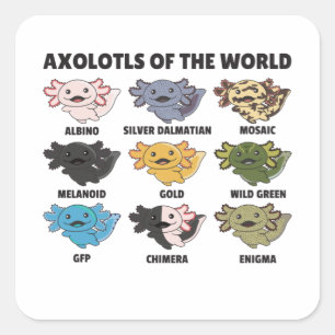 Sticker Carré Axolotls Du Monde Sweet Animaux Axolotl Squa