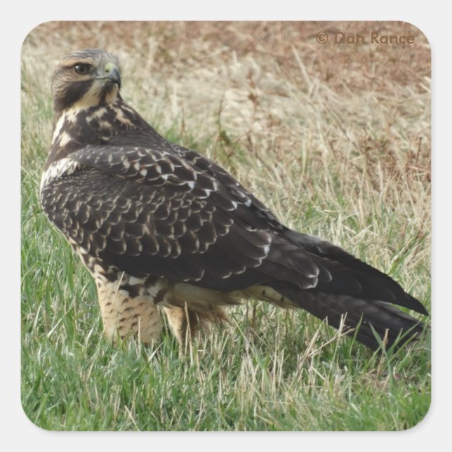 Sticker Carré B52 Swainson's Hawk (Devant)