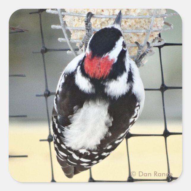 Sticker Carré B53 Downy Woodpecker (Devant)
