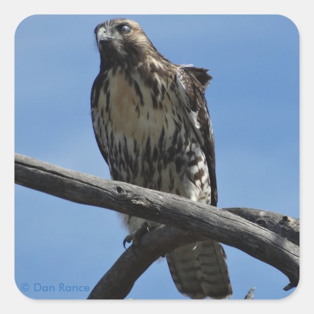 Sticker Carré B54 Buse de Swainson (Devant)