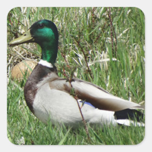 Sticker Carré B55 Duck de Mallard Drake Greenhead dans l'herbe