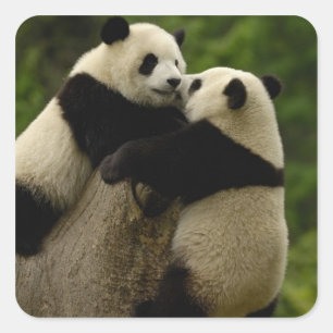 Sticker Carré Babies panda géantes (Ailuropoda melanoleuca)