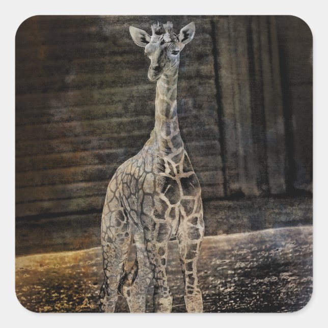 Sticker Carré Baby Giraffe (Devant)