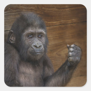 Sticker Carré Baby Gorilla
