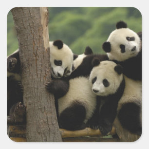 Sticker Carré Baby panda géante Ailuropoda melanoleuca)
