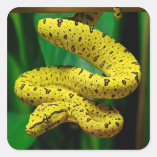 Sticker Carré Baby Yellow Phase Green Tree Python Snake