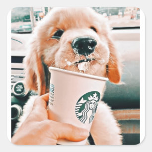 Sticker Carré Baguettes de chien mignonnes