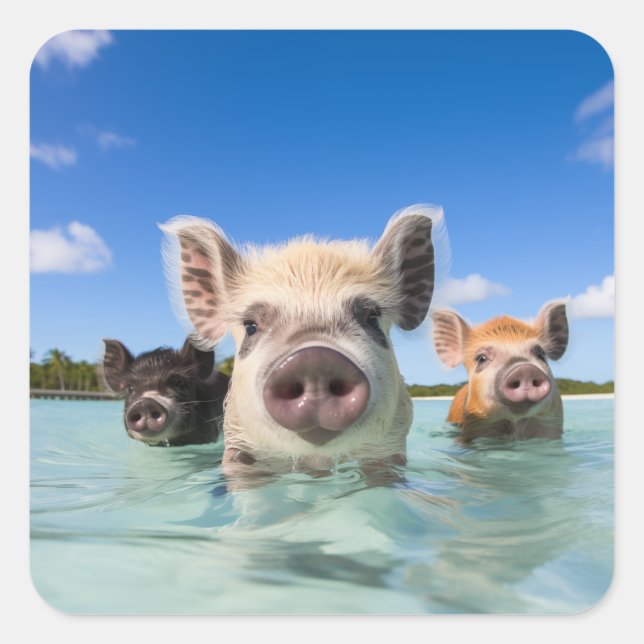 Sticker Carré Bahamas Swimming Pig 2024 (Devant)