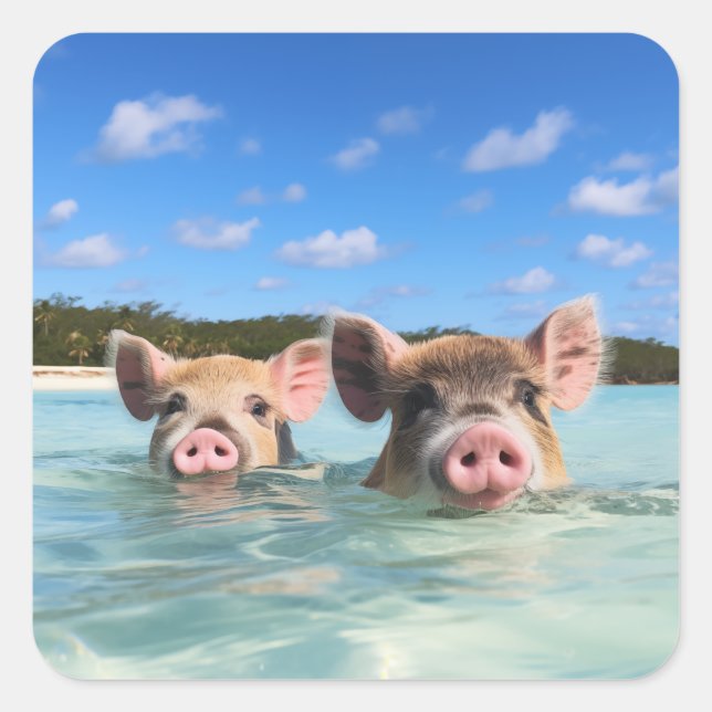 Sticker Carré Bahamas Swimming Pig 2024 (Devant)