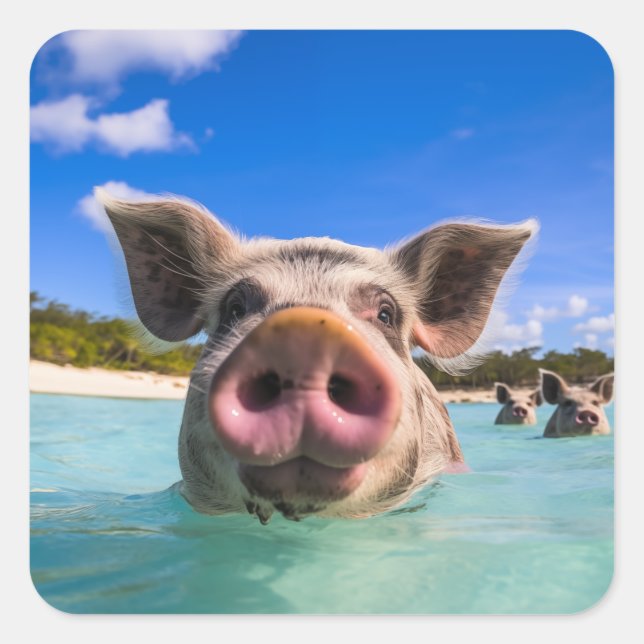 Sticker Carré Bahamas Swimming Pig 2024 (Devant)