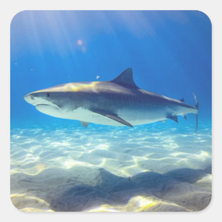 Sticker Carré Baignade de requins Eau bleu de l'océan