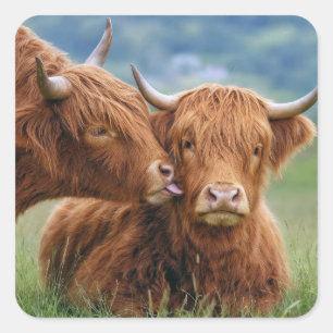 Sticker Carré Baiser de vache des Highlands