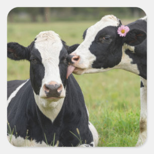 Sticker Carré Baiser de vache Holstein dans un pâturage de ferme