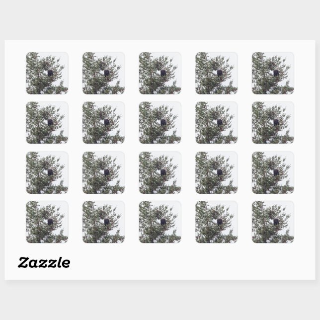 Sticker Carré Bald Eagle P2825 (Feuille)