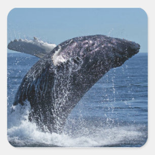 Sticker Carré Baleine