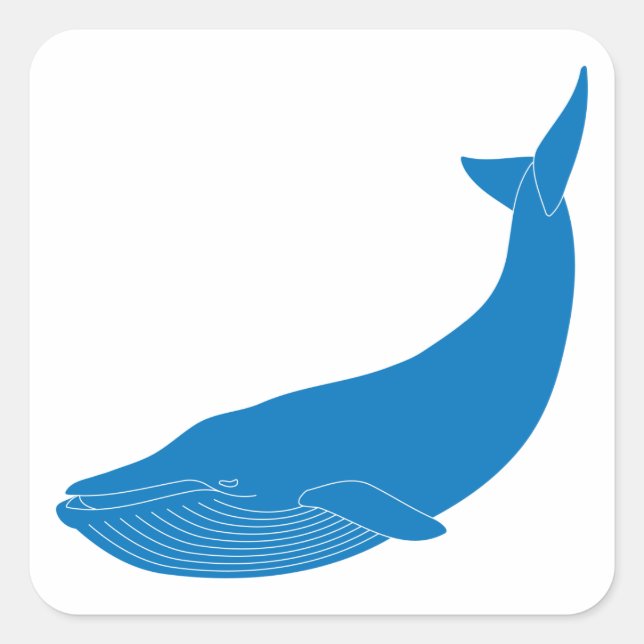 Sticker Carré Baleine bleue Mammifères marins Faune Océans (Devant)