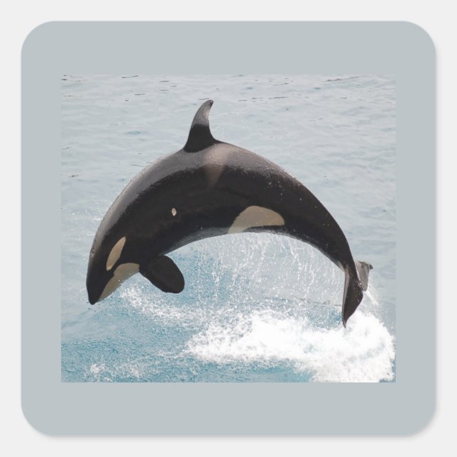 Sticker Carré Baleine de Washington Orca (Devant)