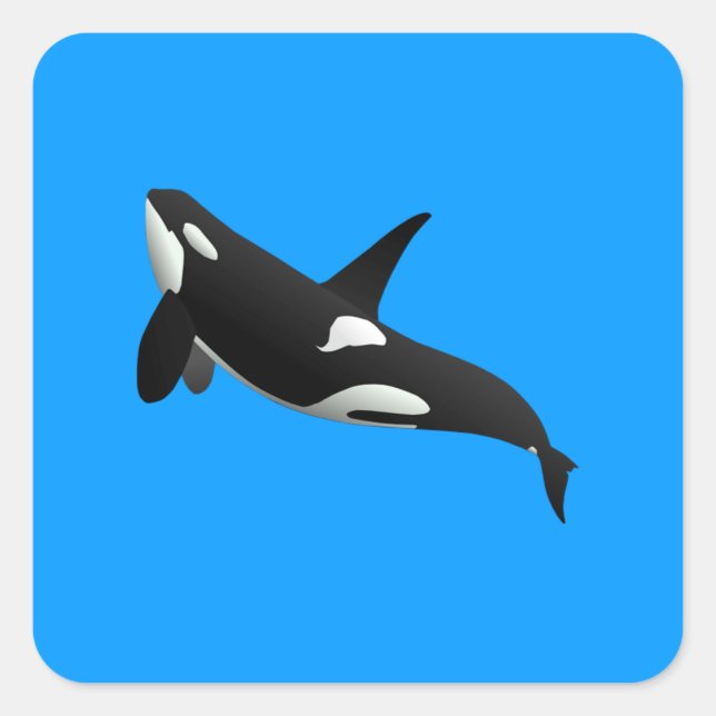Sticker Carré Baleine tueuse, Orcinus Orca (Devant)