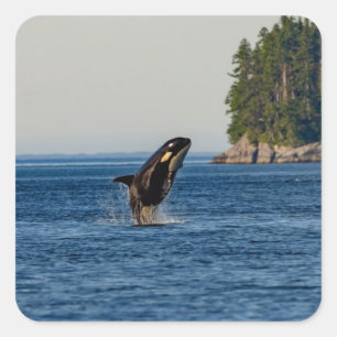 Sticker Carré Baleine tueuse qui s'attaque à l'eau d'océan