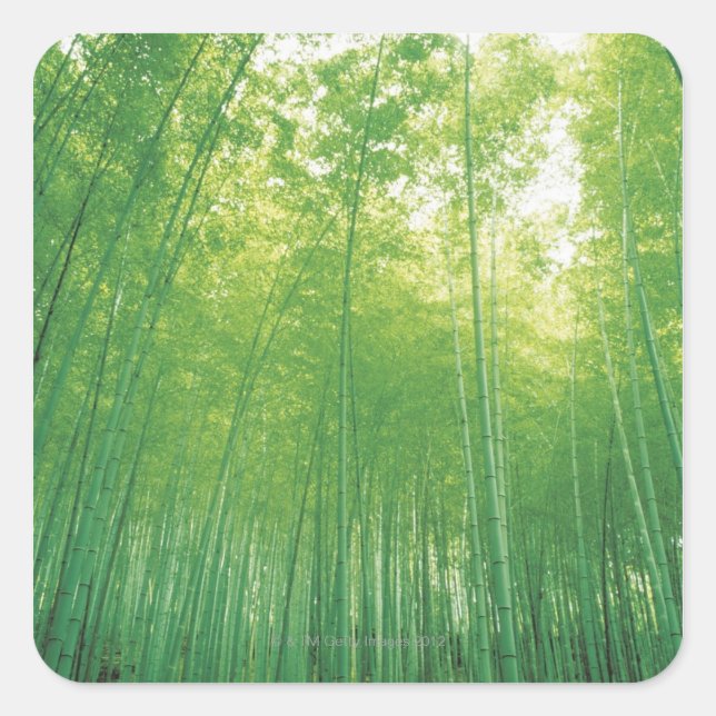Sticker Carré Bamboo Forest 2 (Devant)