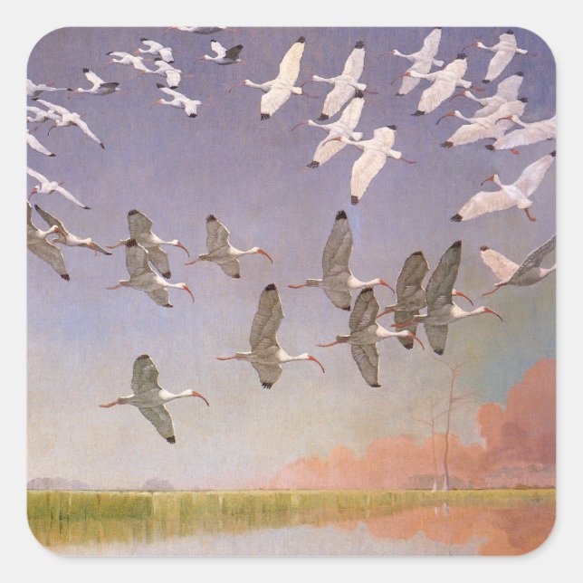 Sticker Carré Banc d'ibis volant au-dessus des zones humides, oi (Devant)