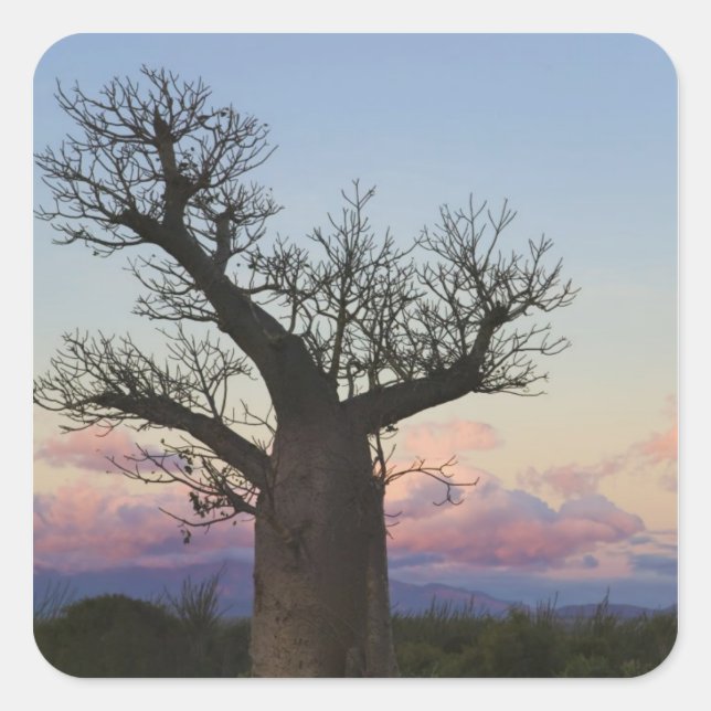Sticker Carré Baobabs, Berenty, Toliara, Madagascar (Devant)